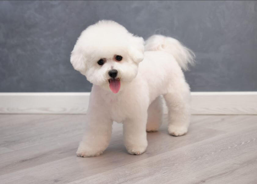 Bichon Frise